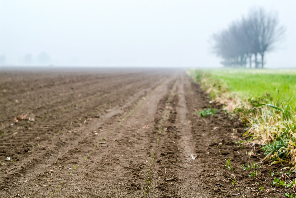 nebbia emergenza bietola DSF5255