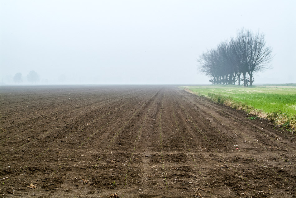 nebbia emergenza bietola DSF5257