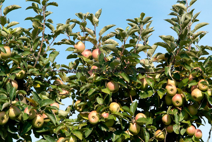mele Campanine _DSF1242