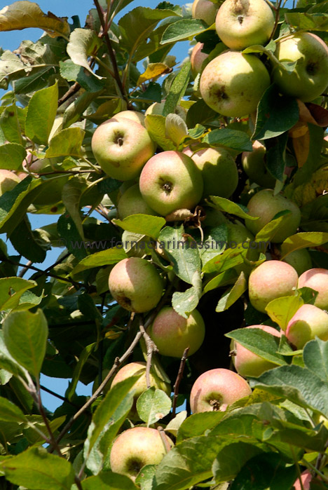 mele Campanine _DSF1243