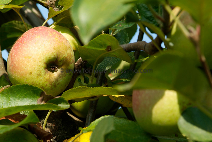 mele Campanine _DSF1245