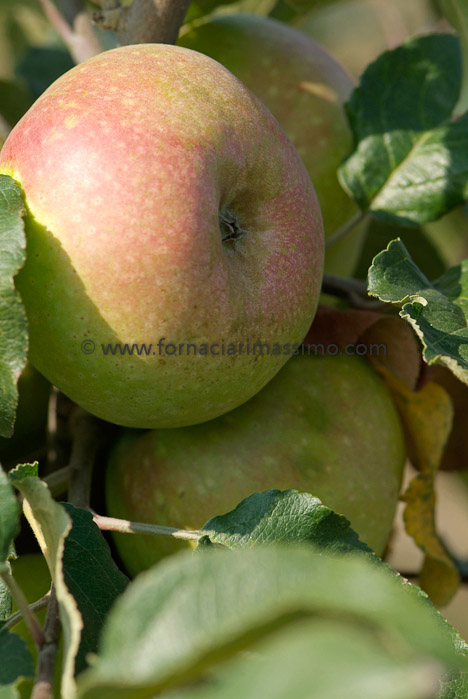 mele Campanine _DSF1248
