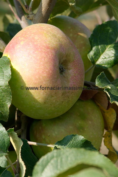 mele Campanine _DSF1249