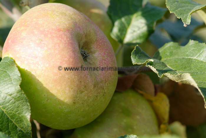 mele Campanine _DSF1252