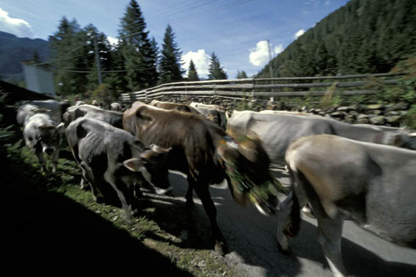  Val D'Ultimo (Unteltal) ritorno alle malghe (Almabtrieb) IMG4237