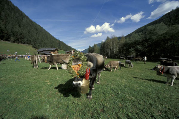  Val D'Ultimo (Unteltal) ritorno alle malghe (Almabtrieb) IMG4246