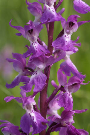 Orchis mascula 1
