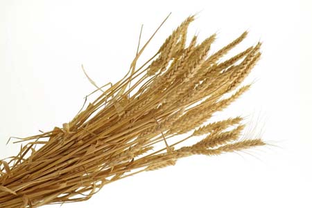 frumento-_DSF6536
