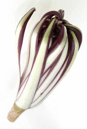 radicchio-rosso-di-Treviso-