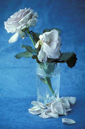 rosa-pacific-blue-003