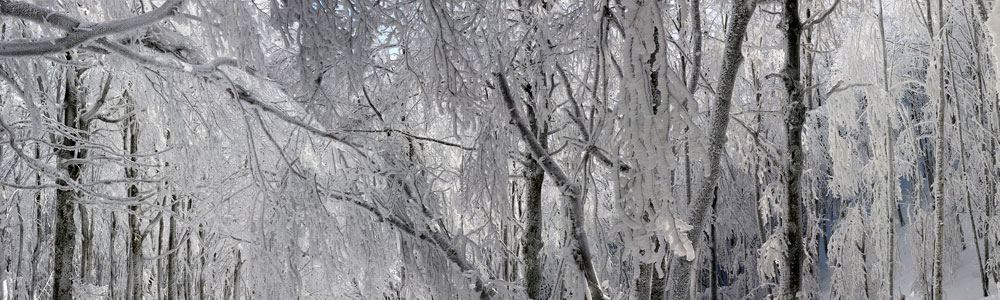 la foresta di cristallo