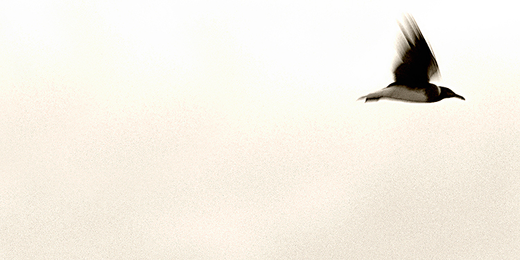 il gabbiano jonathan livingston