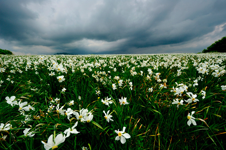 fioritura narcisi