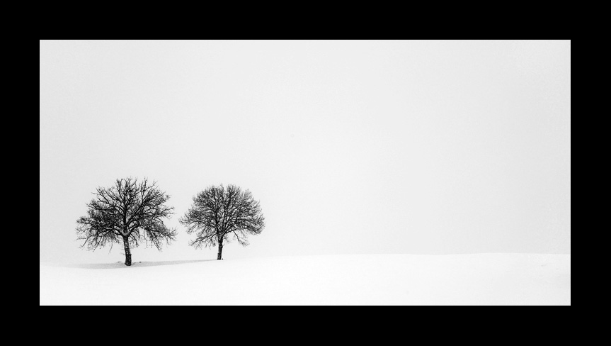 alberi sotto la neve