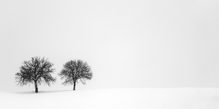 alberi sotto la neve