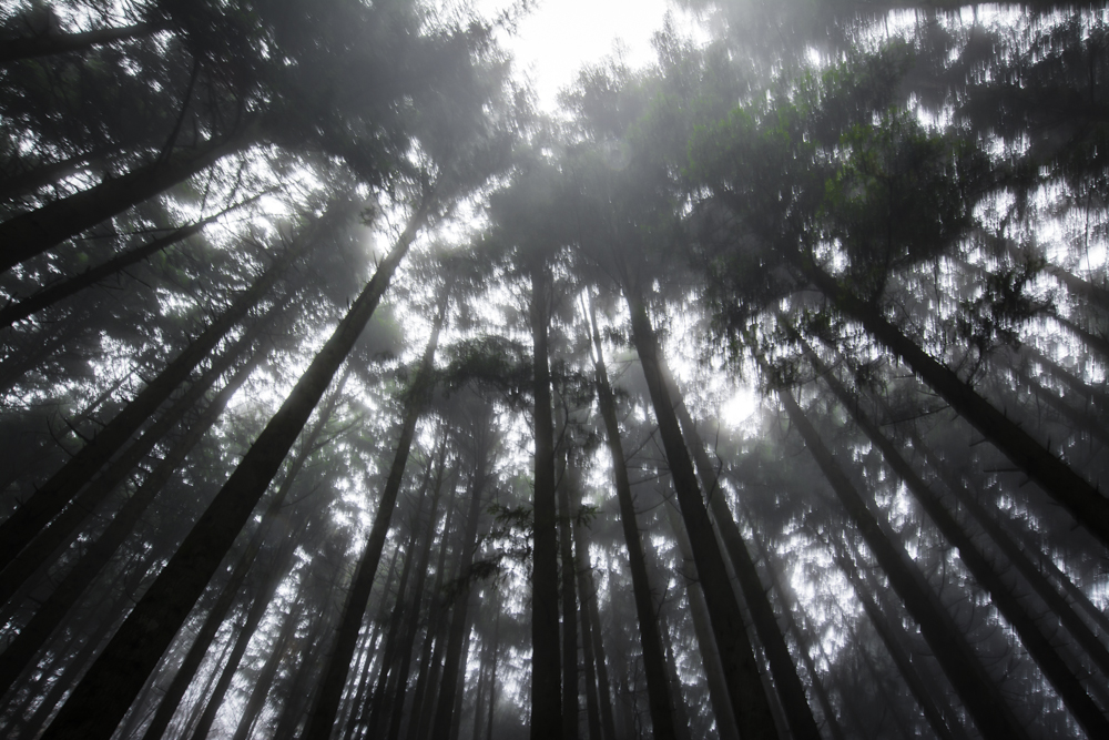 foreste casentinesi