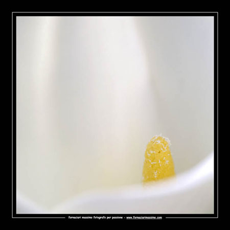 calla 