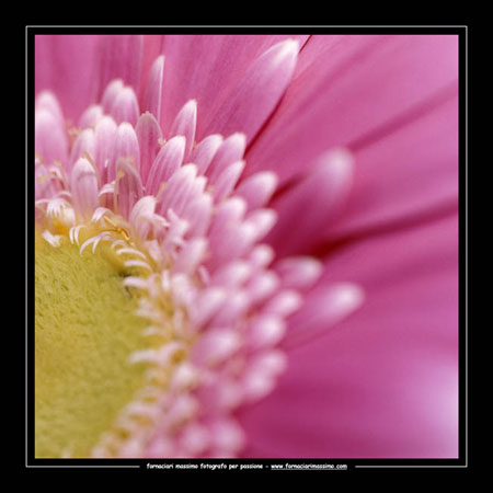 gerbera 