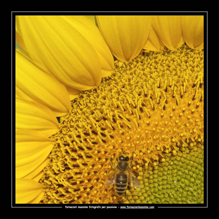 girasoli 