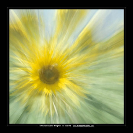 girasoli 2