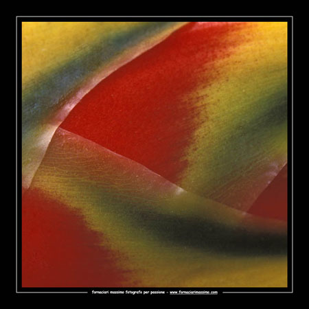 heliconia rostrata 