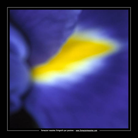 iris blue 