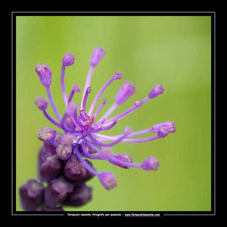 muscari 