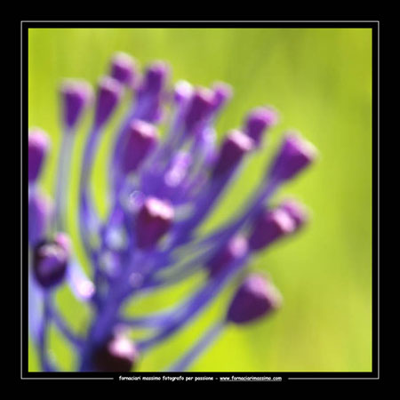 muscari 2 