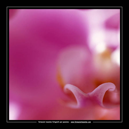 orchidea 