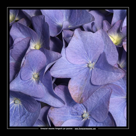 ortensia 