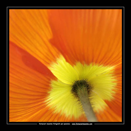 papaver orientale 