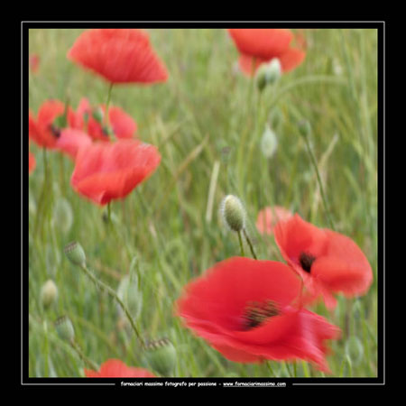 papaver rhoas 2 