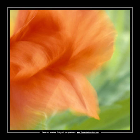 papaver rhoas copia