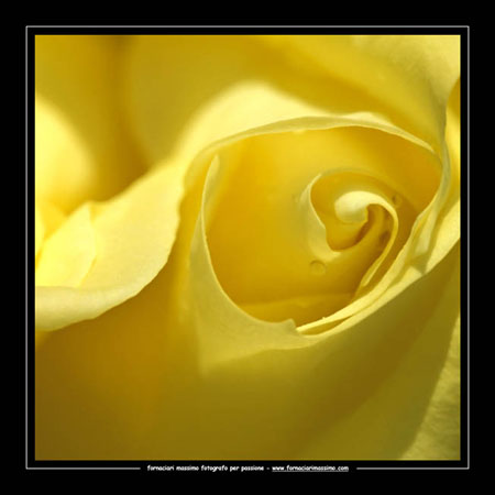 rosa  Grandpa Dickson 