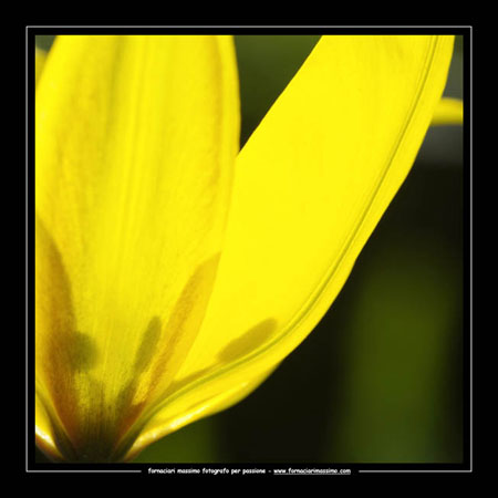 tulipa sylvestris 