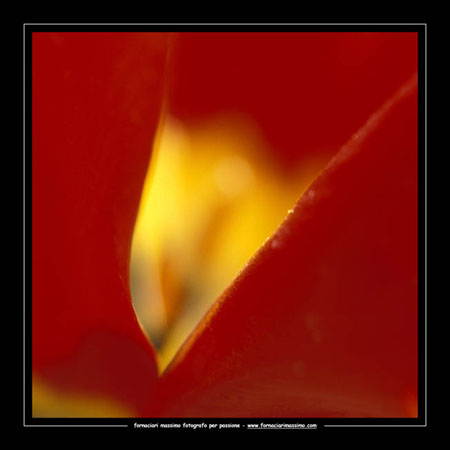 tulipano 
