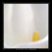 calla 