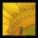 girasoli 