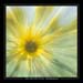 girasoli 2