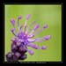 muscari 
