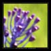 muscari 2 