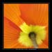 papaver orientale 