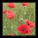 papaver rhoas 2 