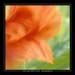 papaver rhoas copia