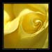 rosa  Grandpa Dickson 