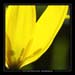 tulipa sylvestris 