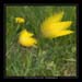 tulipana sylvestris 2 