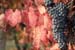 lambrusco Grasparossa di Castelvetro _DSF5841